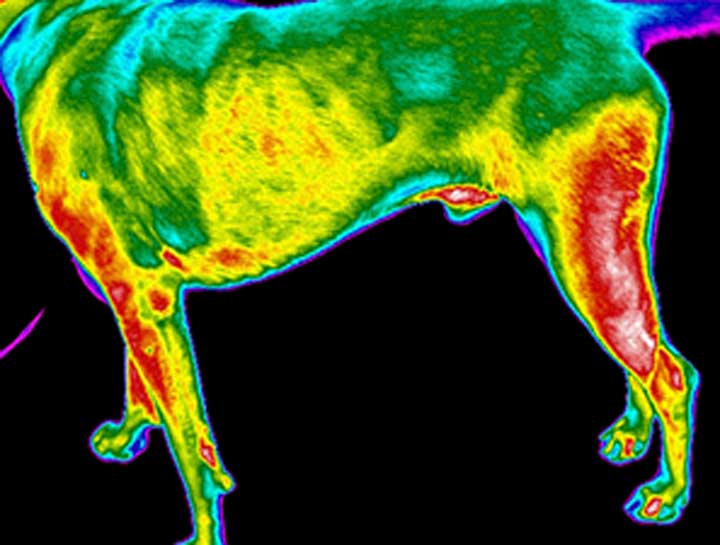 $city pet thermal imaging